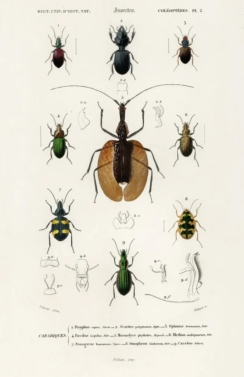 Anselmo Insect ProcGen Entomology